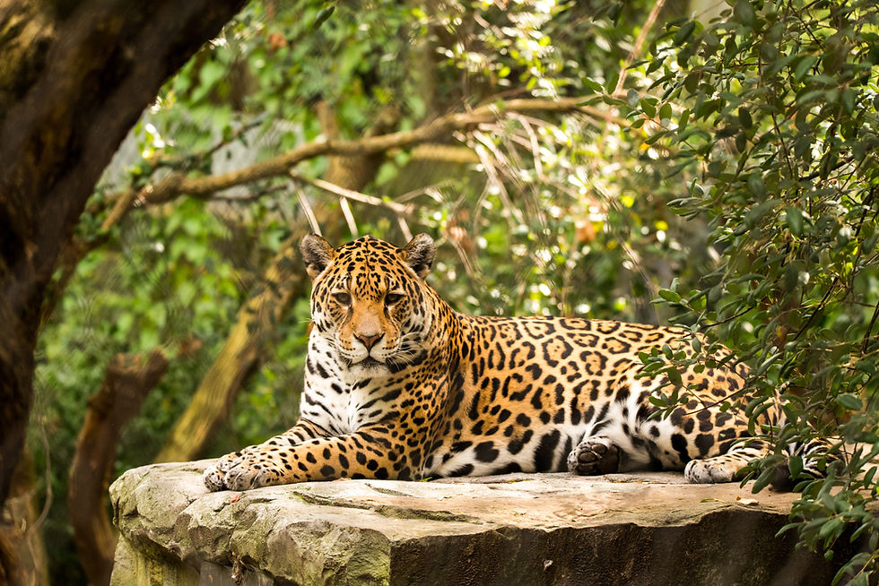 Tigre descansando
